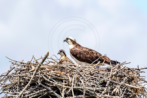 Osprey in Crown Point