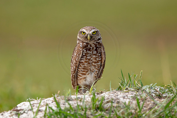 680 burrowing owl (6F3A1116) April 17, 2021