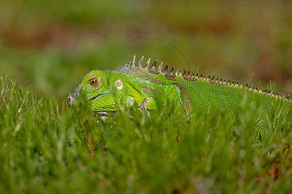 501 iguana (6F3A9099) April 15, 2021