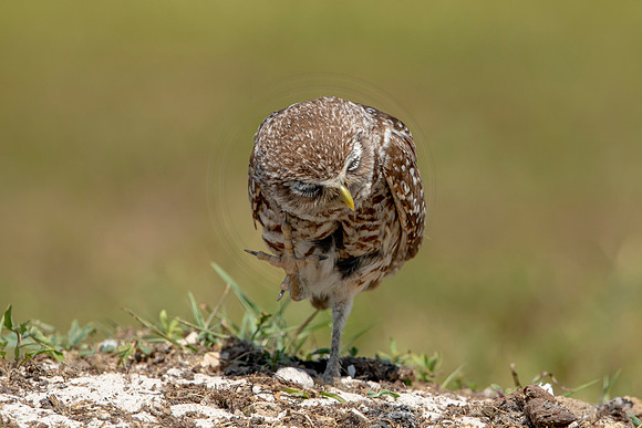 830 burrowing owl (6F3A1968) April 17, 2021