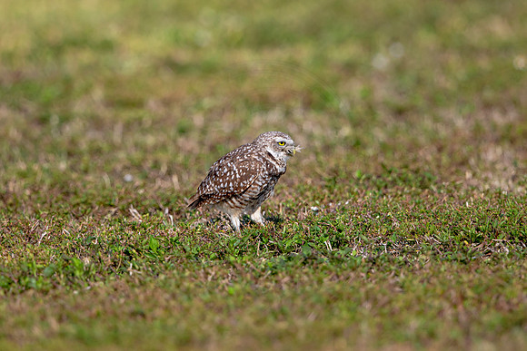 577 burrowing owl (6F3A0198) April 17, 2021