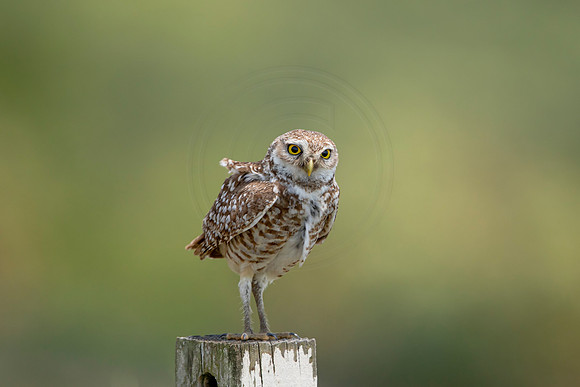 748 burrowing owl (6F3A1486) April 17, 2021