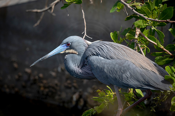 211 little blue heron (6F3A6979) April 15, 2021