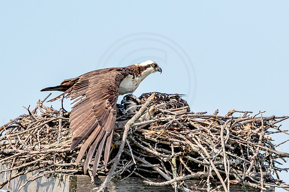 Osprey in Crown Point