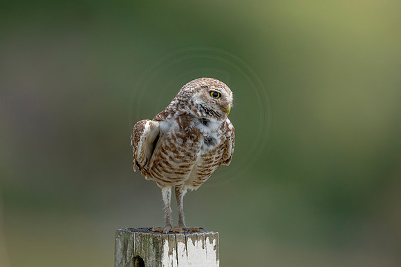 749 burrowing owl (6F3A1490) April 17, 2021