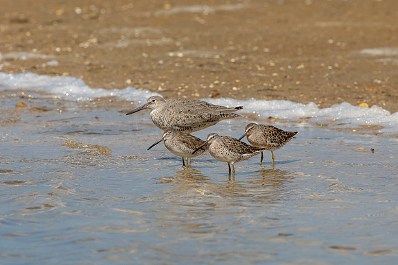 198 shorebirds (6F3A6846) April 15, 2021