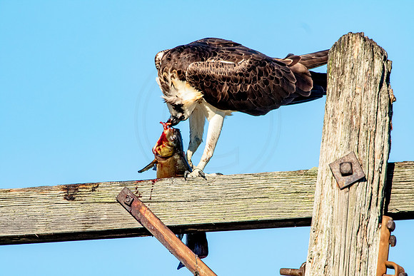 Osprey in Crown Point
