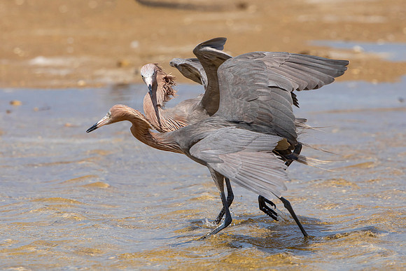 252 reddish egret (6F3A7293) April 15, 2021