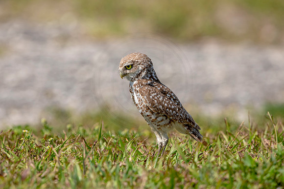 871 burrowing owl (6F3A2150) April 17, 2021