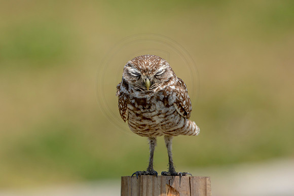 716 burrowing owl (6F3A1314) April 17, 2021