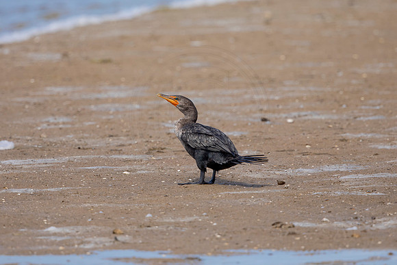241 cormorant (6F3A7223) April 15, 2021