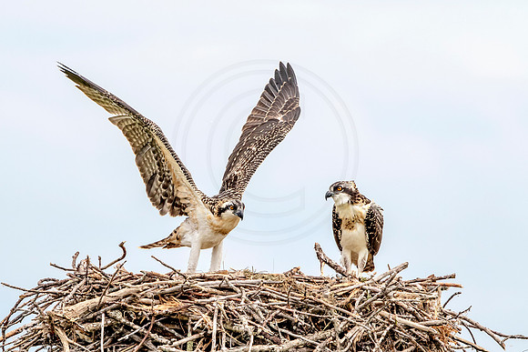 Osprey in Crown Point