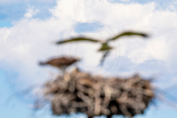 Osprey in Crown Point