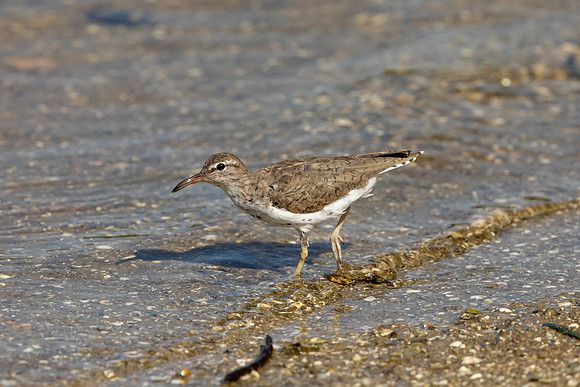 163 shorebird (6F3A6641) April 15, 2021