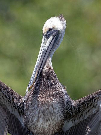 295 pelican (6F3A7886) April 15, 2021