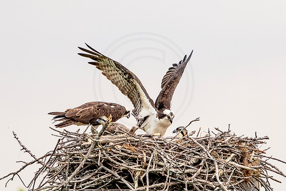 Osprey in Crown Point
