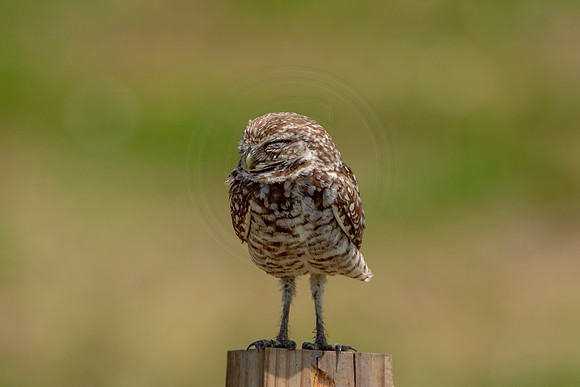 714 burrowing owl (6F3A1307) April 17, 2021