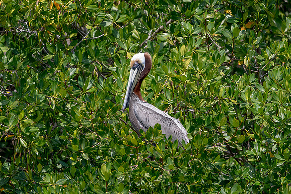 339 pelican (6F3A8286) April 15, 2021