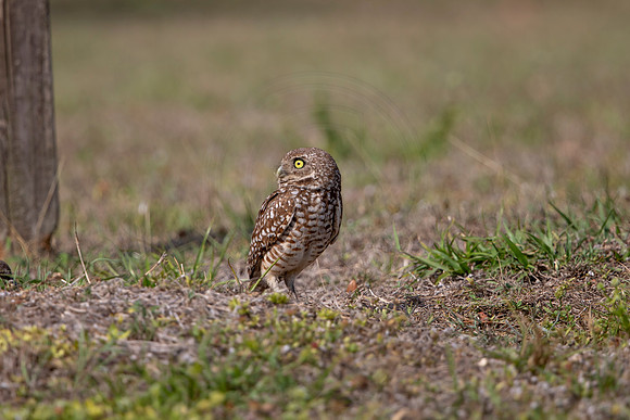 1252 burrowing owl (6F3A5959) April 18, 2021