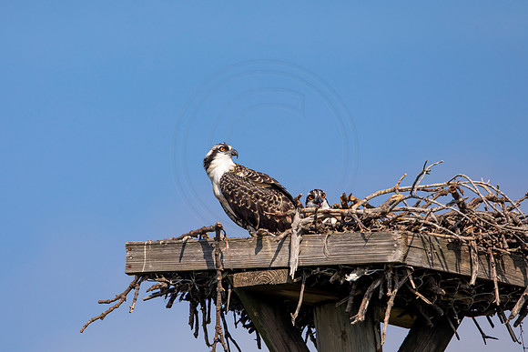 117 osprey (6F3A6417) April 15, 2021