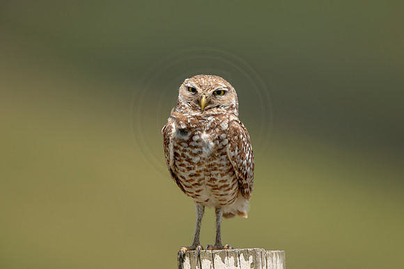 712 burrowing owl (6F3A1287) April 17, 2021