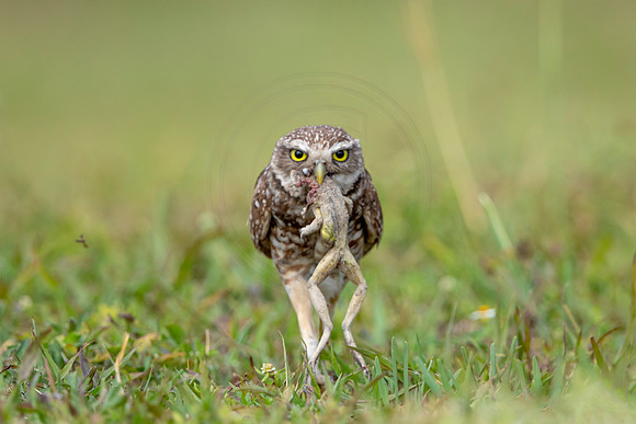 601 burrowing owl (6F3A0381) April 17, 2021