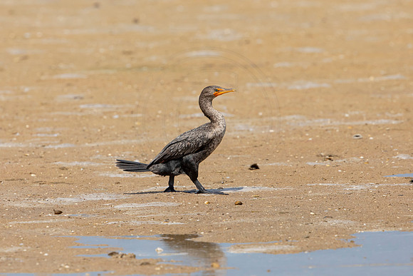 253 cormorant (6F3A7304) April 15, 2021