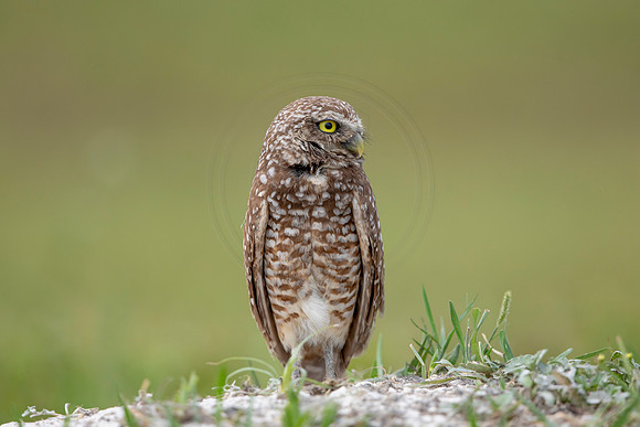 702 burrowing owl (6F3A1201) April 17, 2021