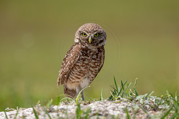 691 burrowing owl (6F3A1167) April 17, 2021