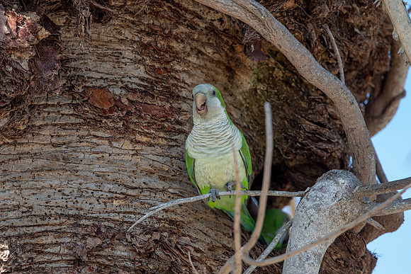 1175 monk parakeet (6F3A4860) April 18, 2021