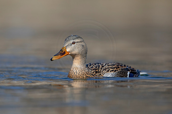 326 mallard (AF3A4852) March 20, 2021
