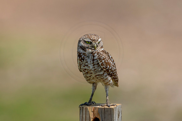 726 burrowing owl (6F3A1392) April 17, 2021