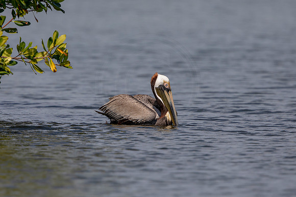 432 pelican (6F3A8768) April 15, 2021