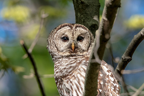 Barred Owl