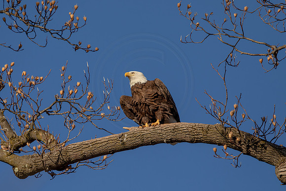259 bald eagle (AF3A4091) March 13, 2021