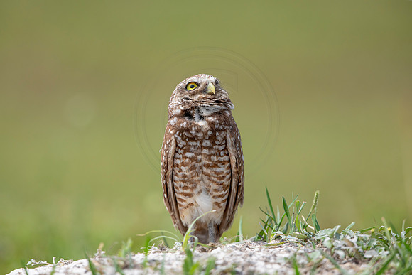 700 burrowing owl (6F3A1189) April 17, 2021