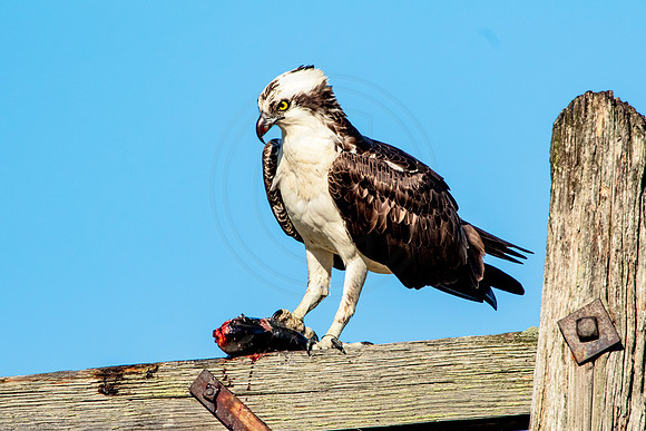 Osprey in Crown Point