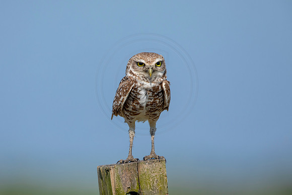 929 burrowing owl (6F3A2536) April 17, 2021