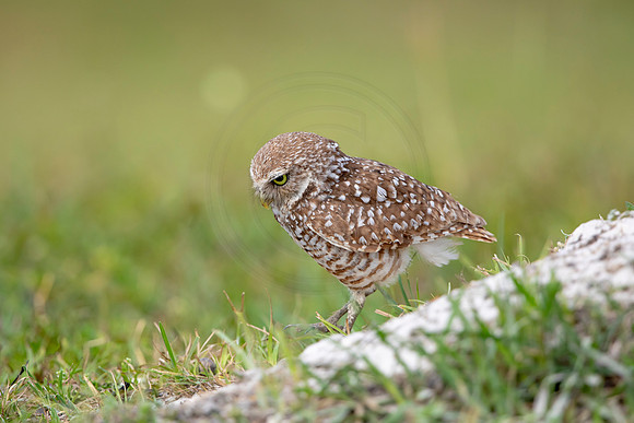 603 burrowing owl (6F3A0393) April 17, 2021