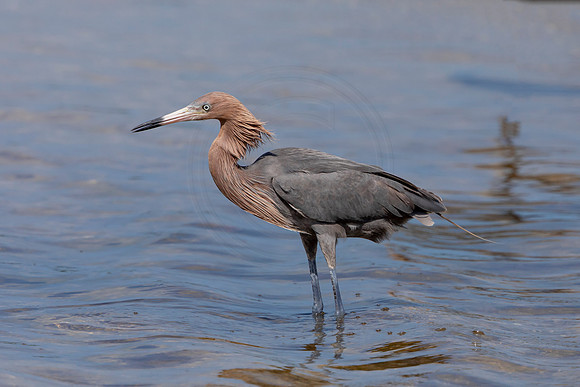 188 reddish egrets (6F3A6797) April 15, 2021
