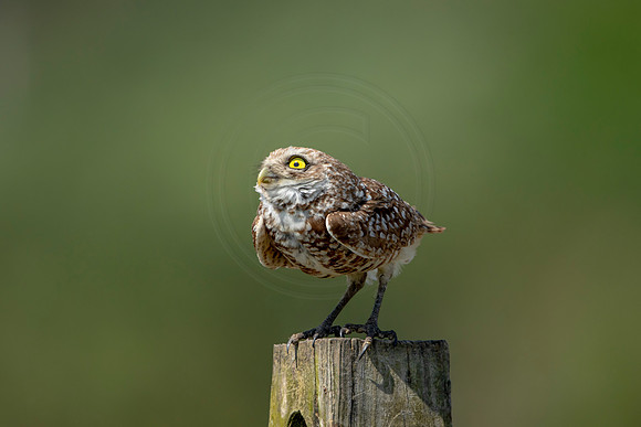847 burrowing owl (6F3A2063) April 17, 2021