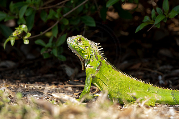 304 iguana (6F3A7980) April 15, 2021
