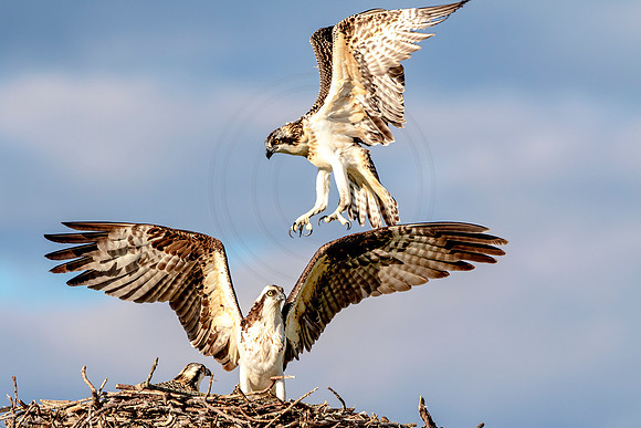 Osprey in Crown Point