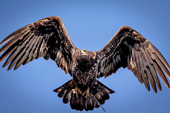 Bald Eagle at Conowingo
