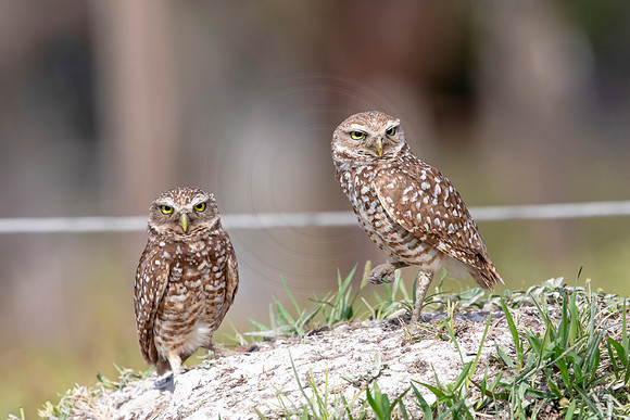 591 burrowing owl (6F3A0347) April 17, 2021