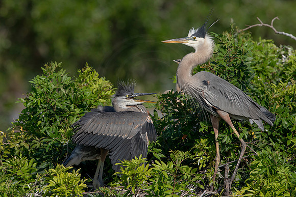 986 gbh (6F3A3005) April 18, 2021