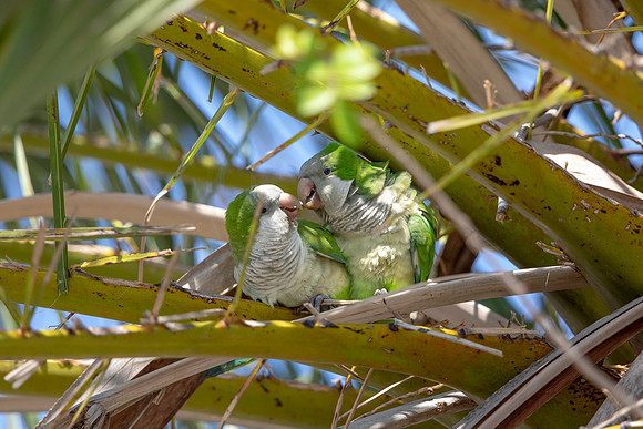 1214 monk parakeet (6F3A5390) April 18, 2021