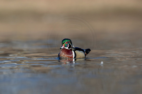 310 wood duck (AF3A4655) March 20, 2021