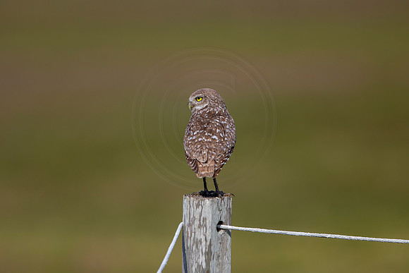 584 burrowing owl (6F3A0316) April 17, 2021