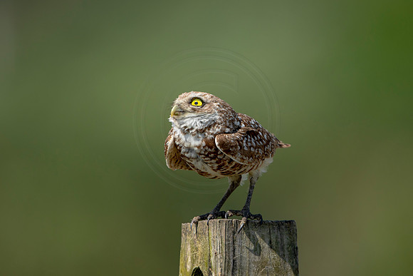 848 burrowing owl (6F3A2064) April 17, 2021